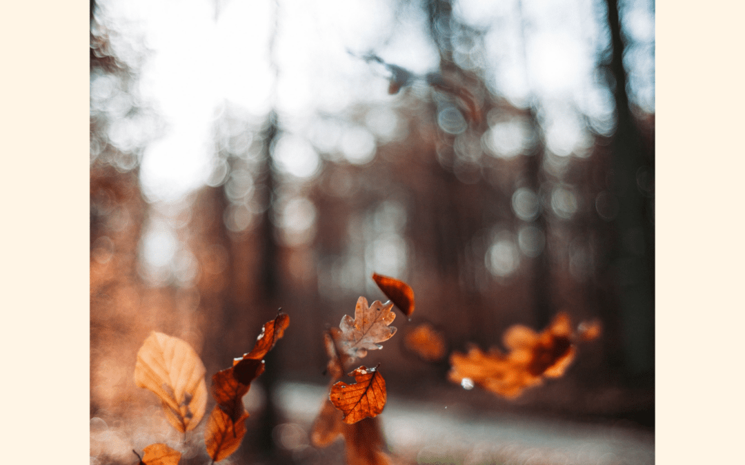 « J’ai demandé à la feuille… » Thich Nhat Hanh